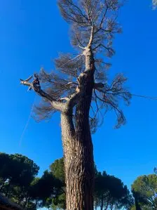 Tala y poda de árboles en Madrid Poda de árboles en Madrid