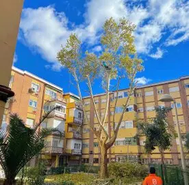 Tala y poda en altura