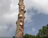 Podas y talas 